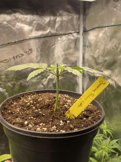 Atomic Blue Dream. Week 4