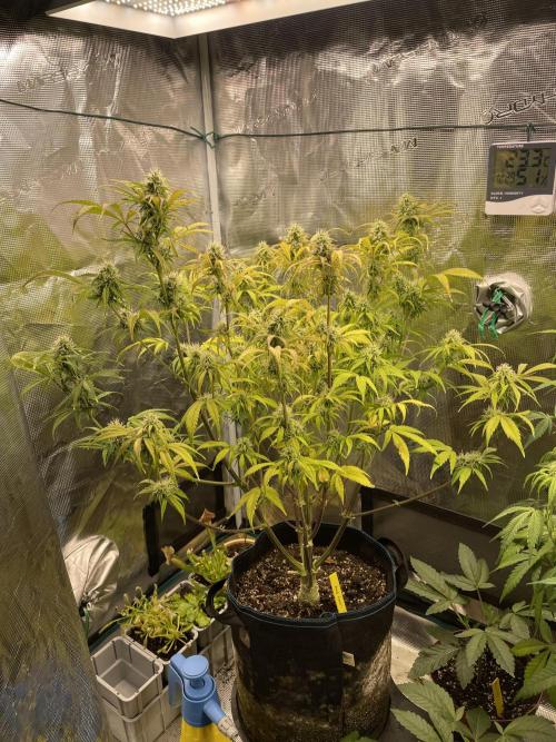 Cherry Zoap (II). Week 9