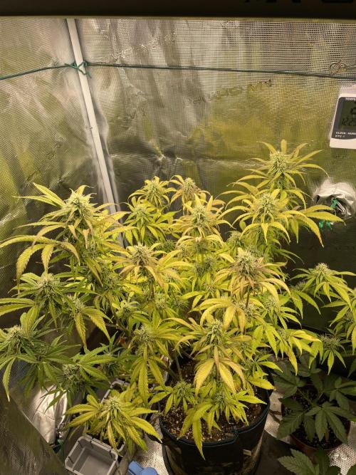 Cherry Zoap (II). Week 9