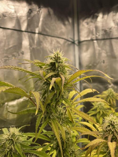 Cherry Zoap (II). Week 9