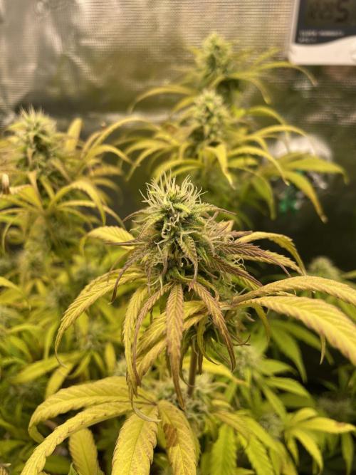 Cherry Zoap (II). Week 9