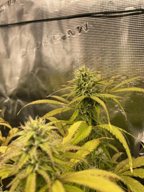 Cherry Zoap (II). Week 9