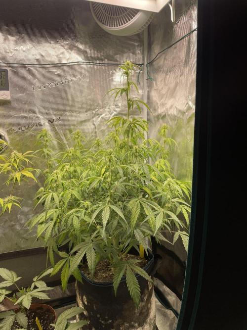 Kritikal Bilbo. Week 9