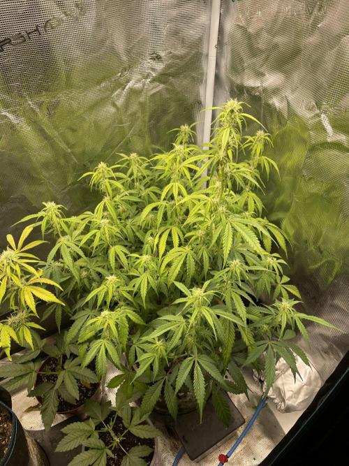 Kritikal Bilbo. Week 9