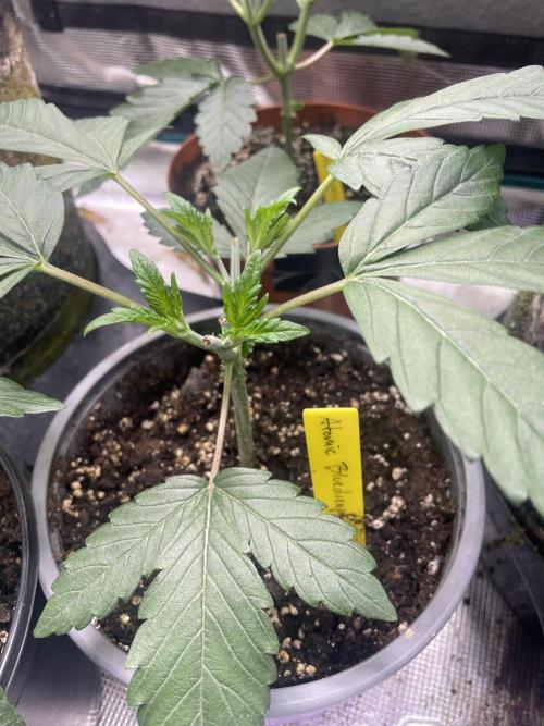 Atomic Blue Dream. Week 5