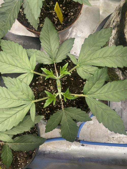 Atomic Blue Dream. Week 5