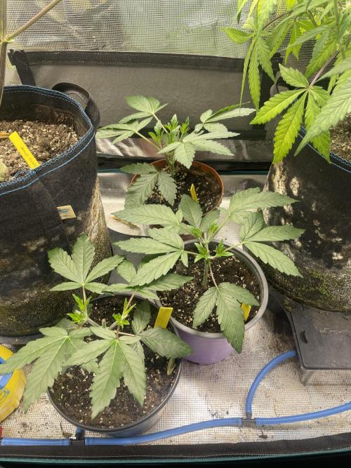 Atomic Blue Dream. Week 5