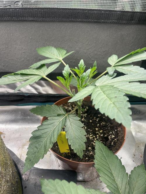 Slurricane. Week 5