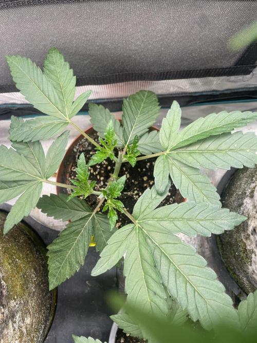 Slurricane. Week 5