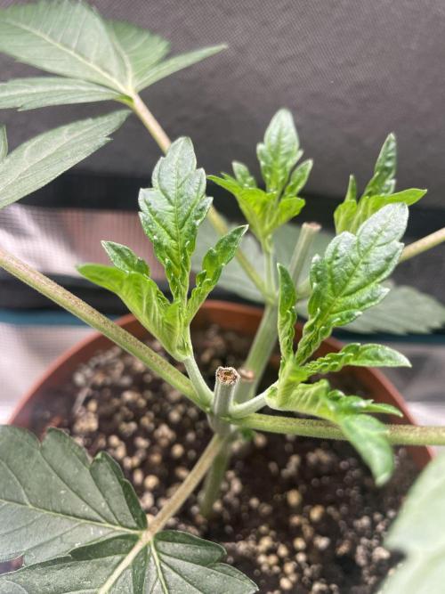 Slurricane. Week 5