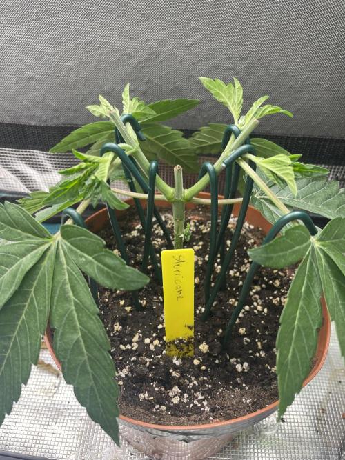 Slurricane. Week 5