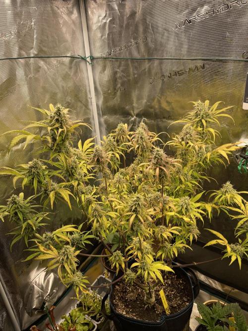 Cherry Zoap (II). Week 10