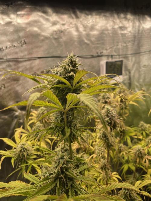 Cherry Zoap (II). Week 10