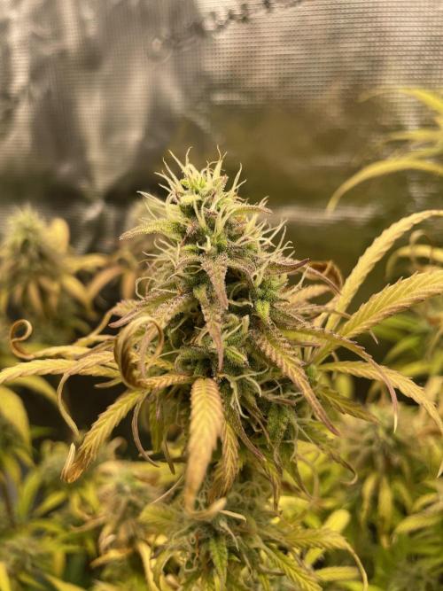 Cherry Zoap (II). Week 10