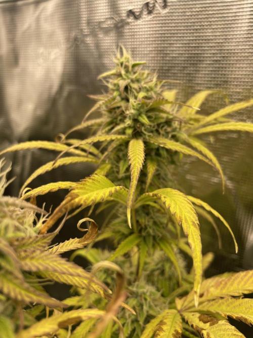 Cherry Zoap (II). Week 10