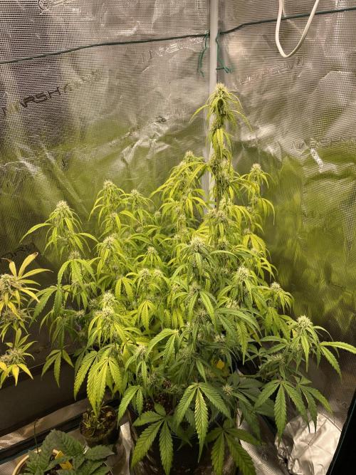 Kritikal Bilbo. Week 10