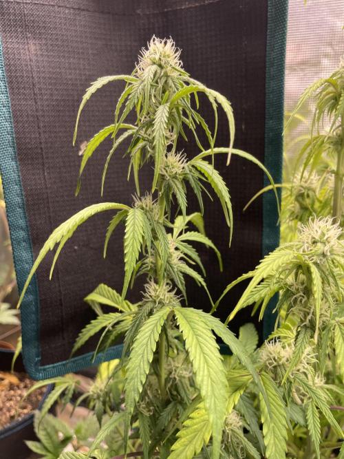 Kritikal Bilbo. Week 10