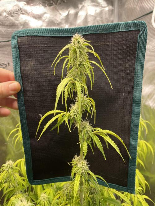 Kritikal Bilbo. Week 10