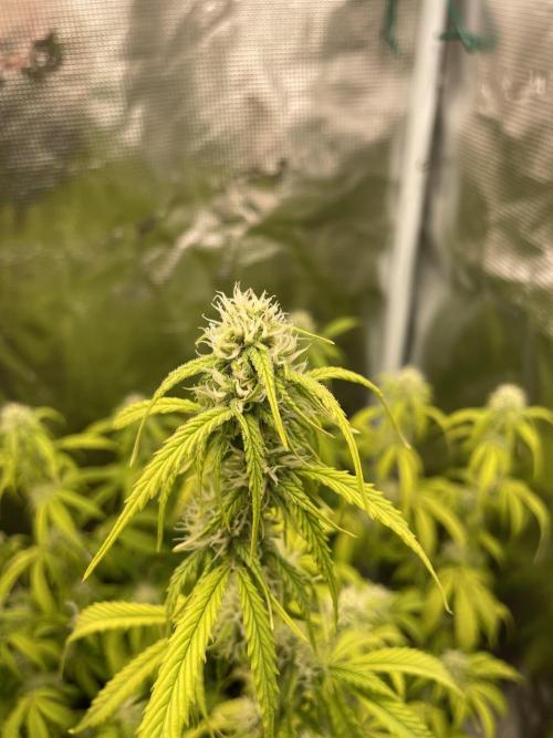 Kritikal Bilbo. Week 10