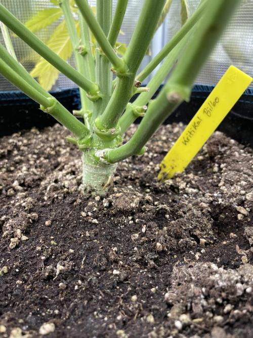 Kritikal Bilbo. Week 10