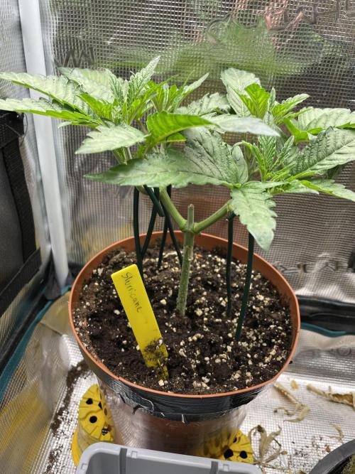 Slurricane. Week 6