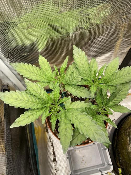 Slurricane. Week 6