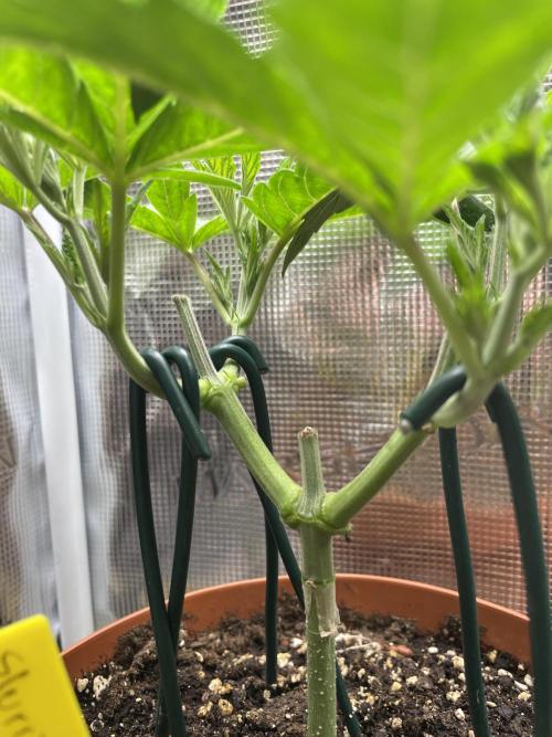 Slurricane. Week 6