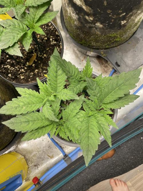 Atomic Blue Dream. Week 6