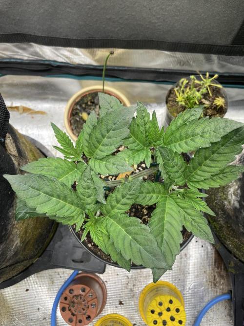 Jasmine Panna Cotta. Week 6