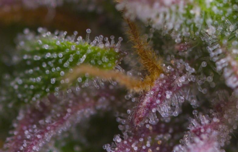 Cherry Zoap (II). Week 11