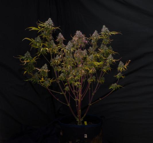 Cherry Zoap (II). Week 11