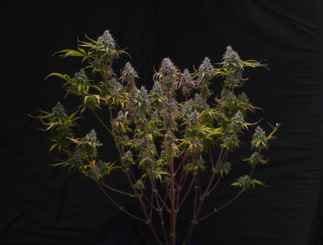 Cherry Zoap (II). Week 11