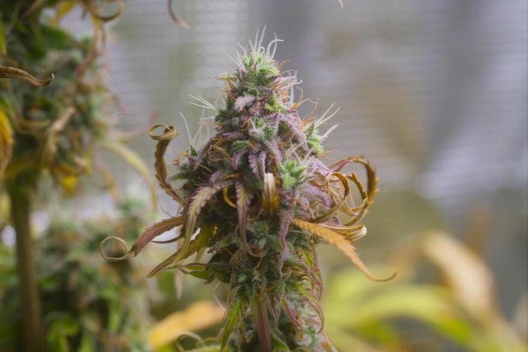 Cherry Zoap (II). Week 11