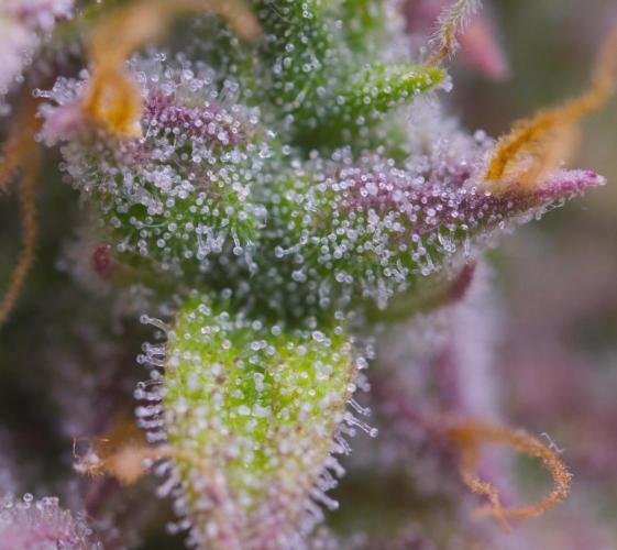 Cherry Zoap (II). Week 11