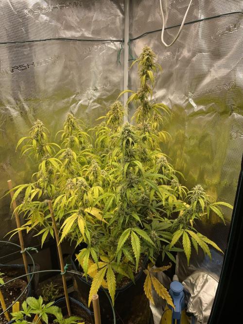 Kritikal Bilbo. Week 11