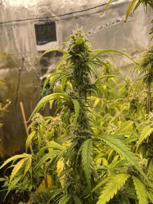 Kritikal Bilbo. Week 11