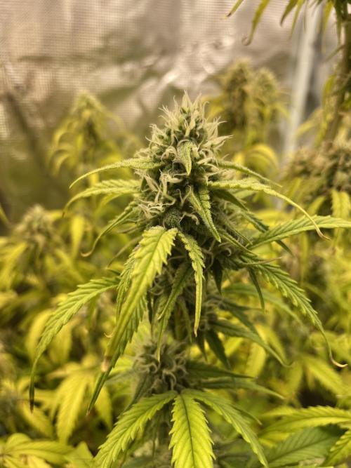Kritikal Bilbo. Week 11