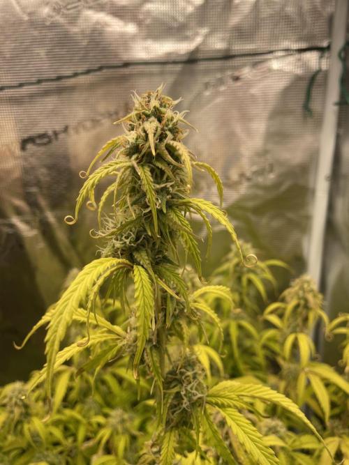 Kritikal Bilbo. Week 11