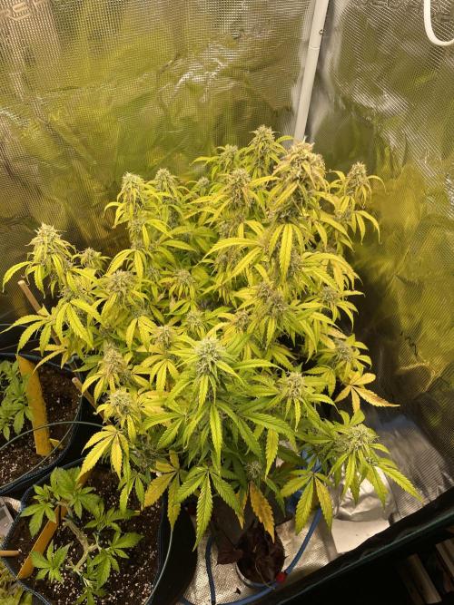 Kritikal Bilbo. Week 11