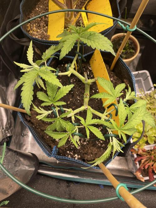 Slurricane. Week 7
