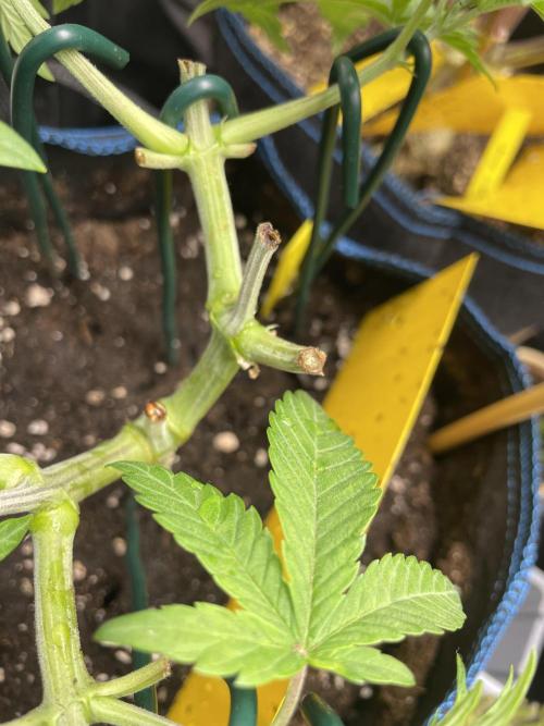 Slurricane. Week 7