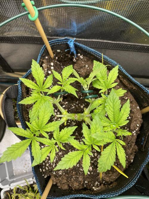 Atomic Blue Dream. Week 7