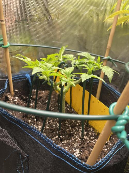 Atomic Blue Dream. Week 7