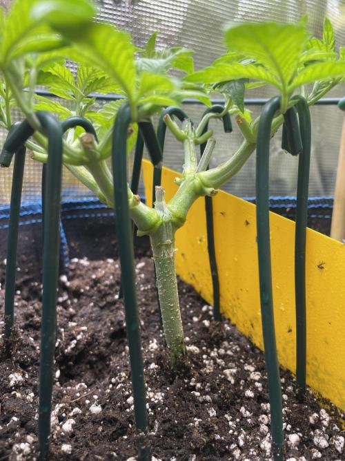 Atomic Blue Dream. Week 7
