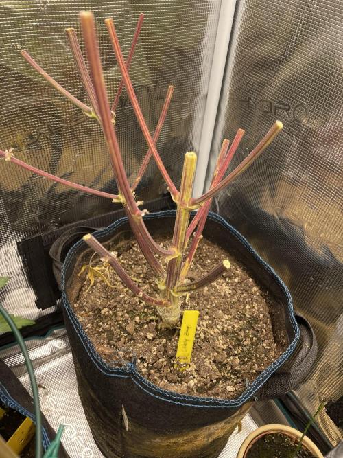 Cherry Zoap (II). Week 12
