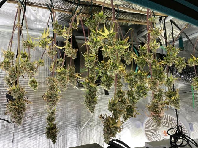 Cherry Zoap (II). Week 12