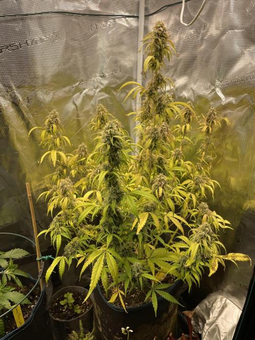 Kritikal Bilbo. Week 12