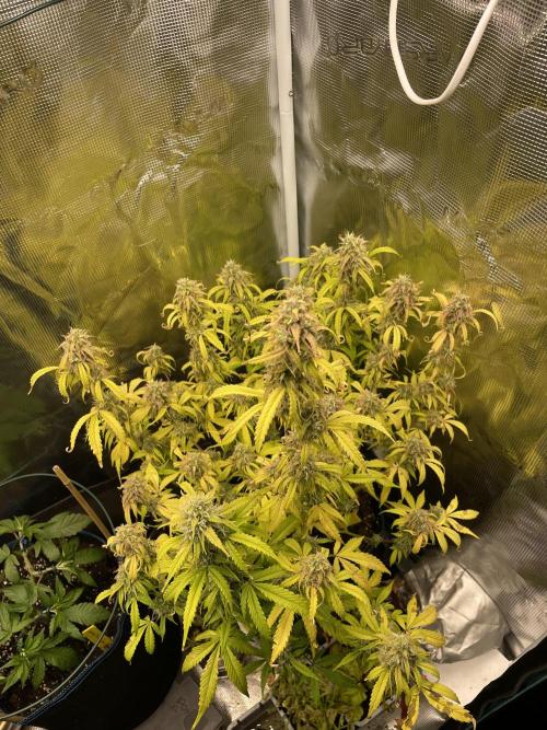 Kritikal Bilbo. Week 12