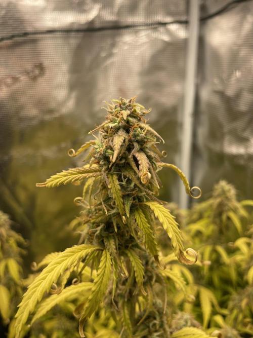 Kritikal Bilbo. Week 12