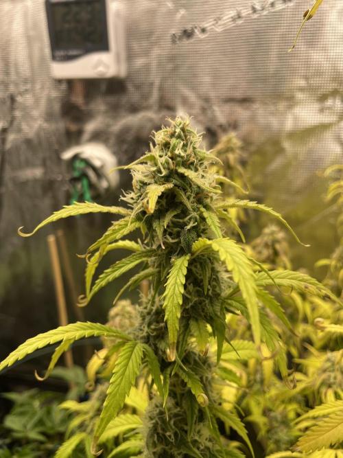 Kritikal Bilbo. Week 12